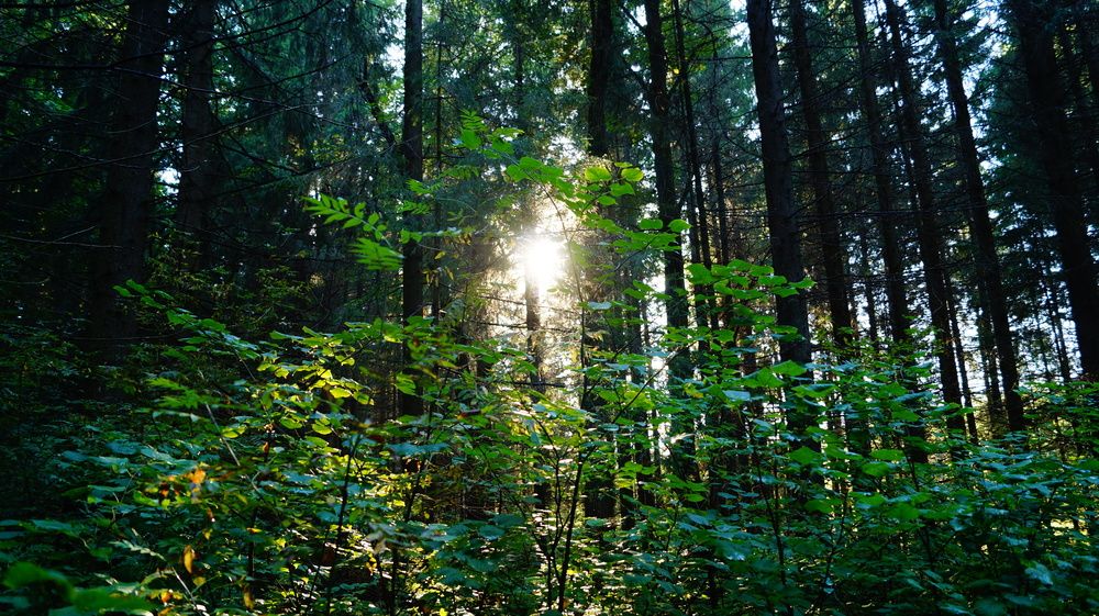 Photograph by Лиза Малыгина