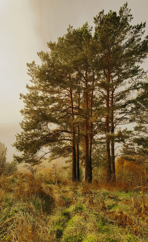 Photograph by Инна Адамович