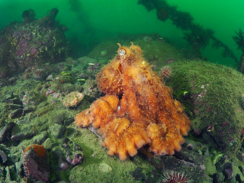 Photograph by Екатерина Владиславовна