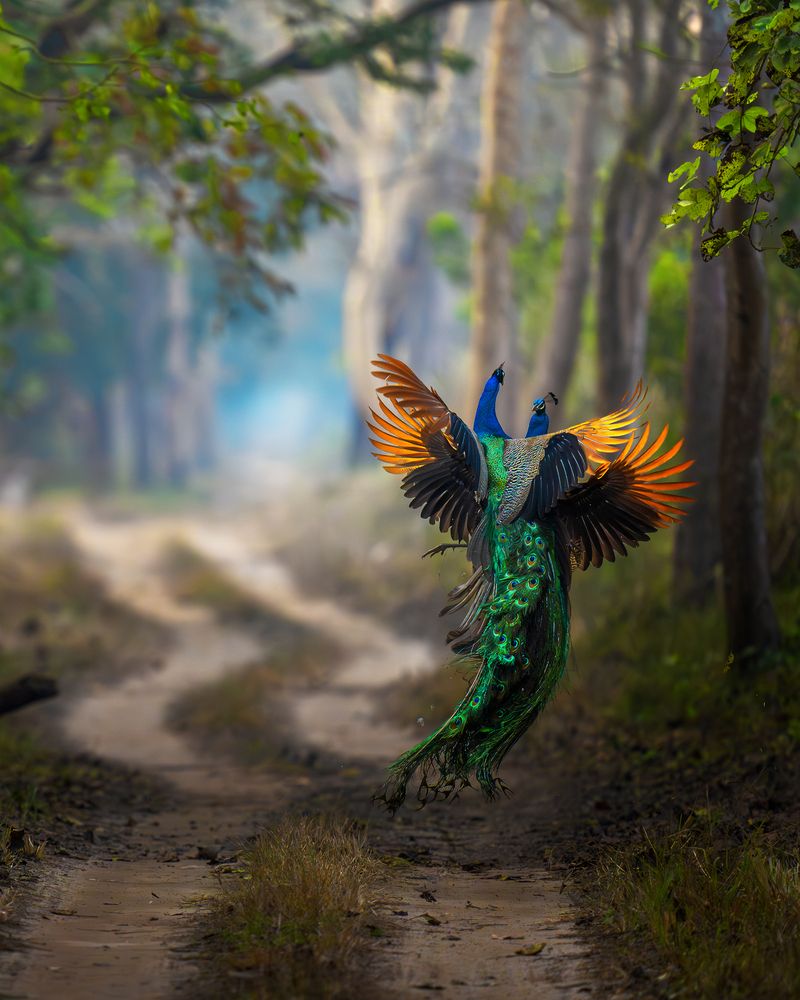 Фотография автора ANUPAM THOMBRE