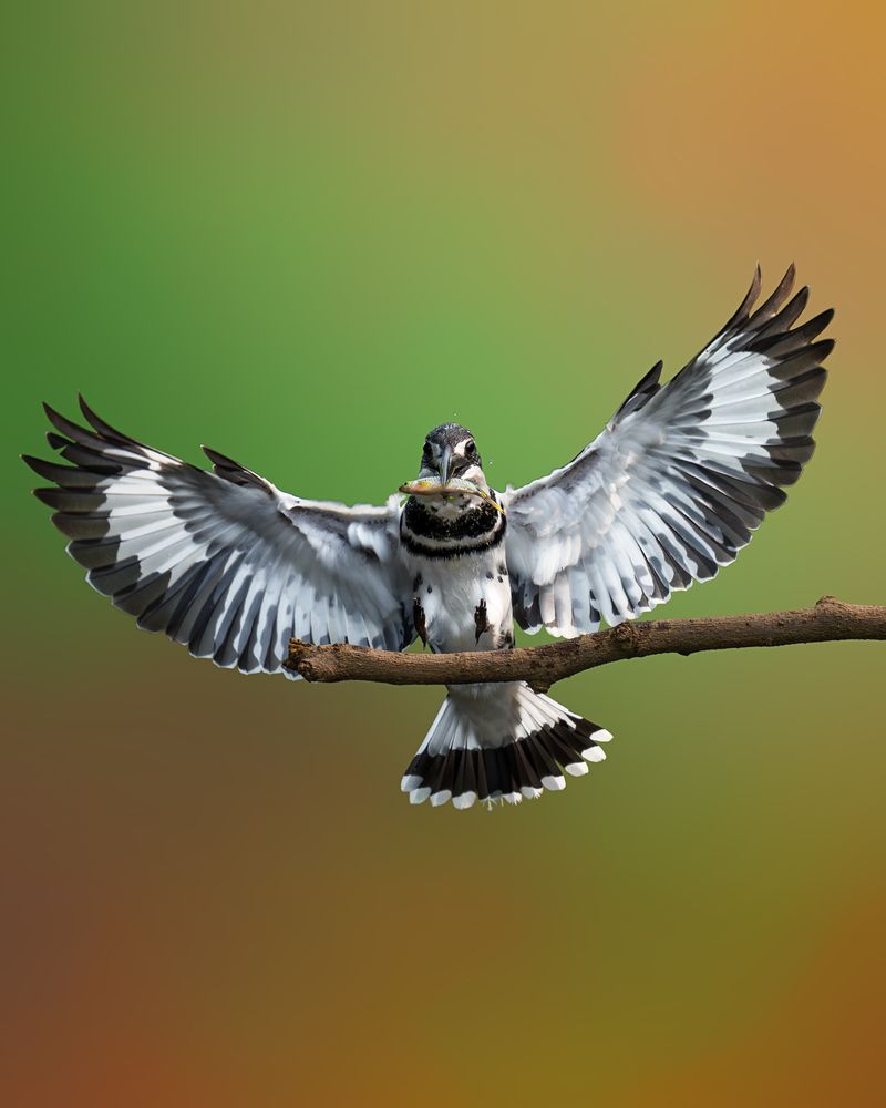 Фотография автора ANUPAM THOMBRE