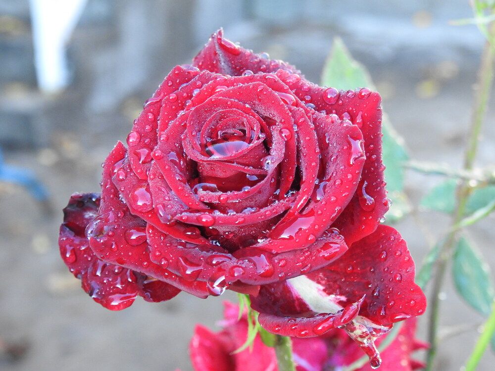 Фотография автора Shavkat Tojiyev