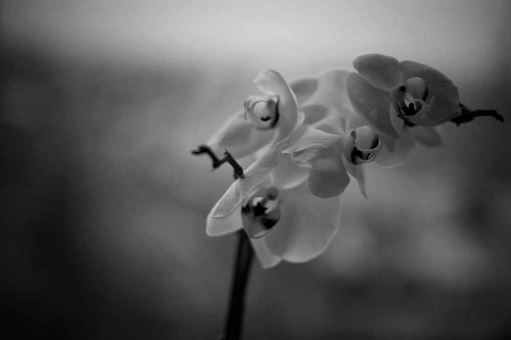 Photograph by Olga Nevedrova