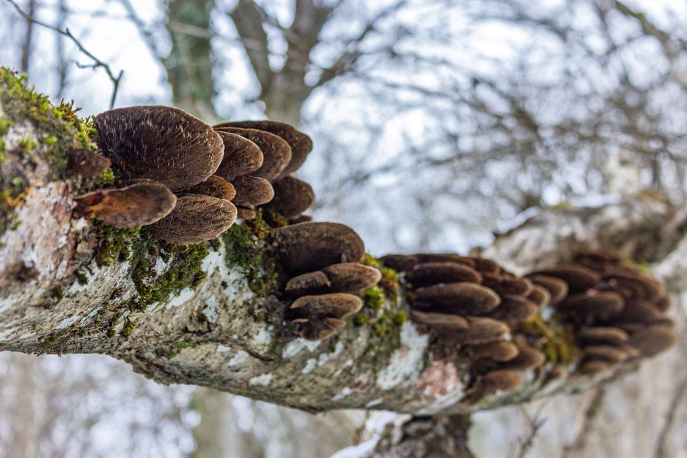 Фотография автора Евгений Петросян