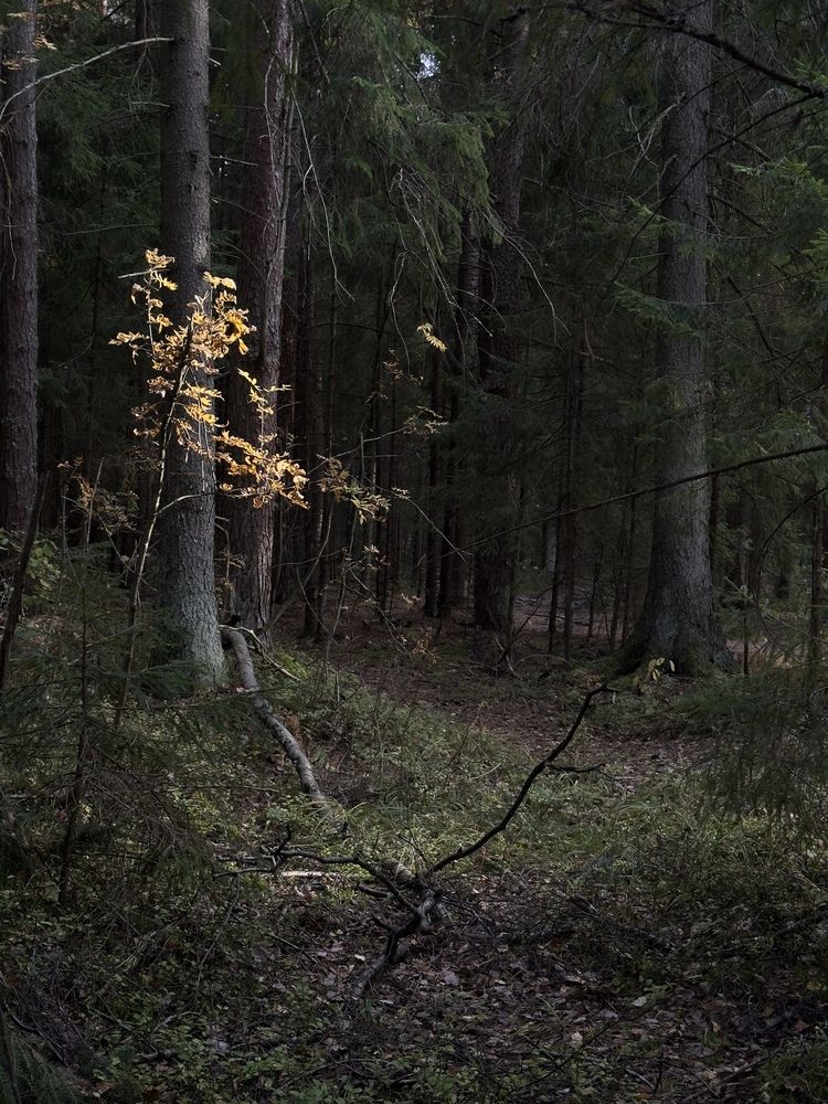 Photograph by Ершов Сергей