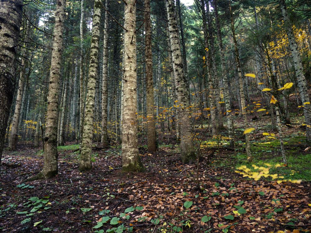 Фотография автора NECMETTİN SOBUTAY