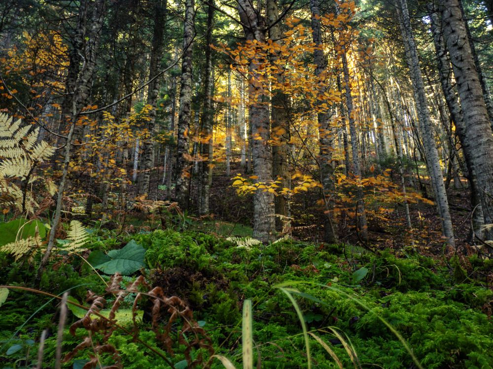 Фотография автора NECMETTİN SOBUTAY