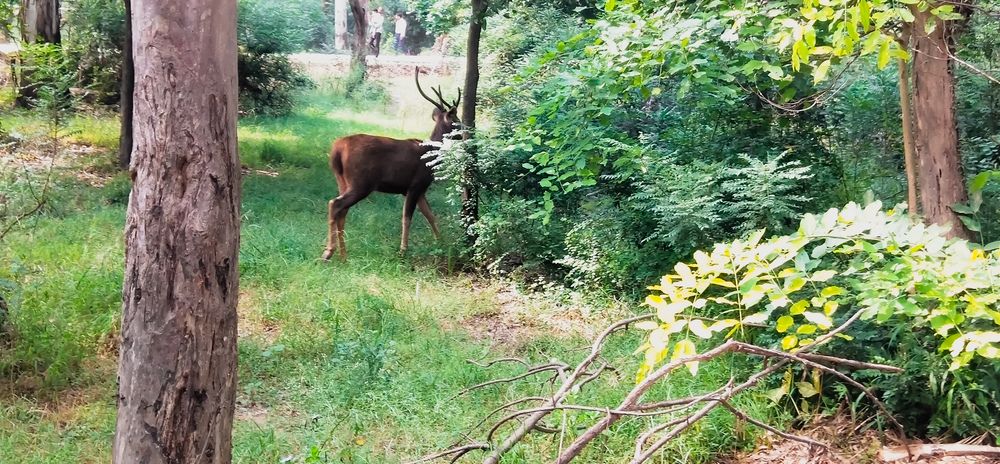 Wild Life Photography