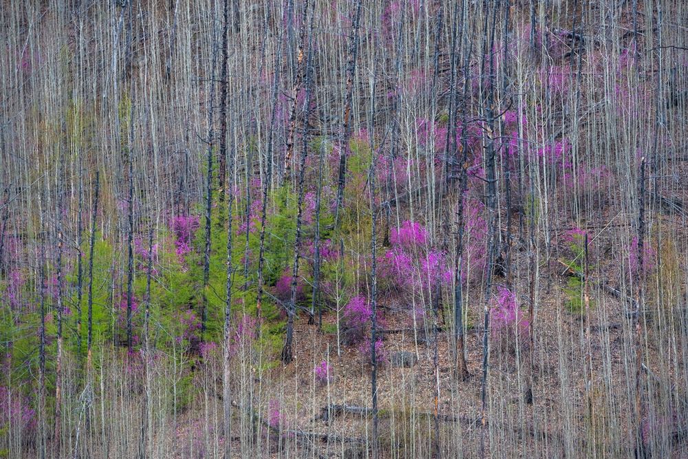 Photograph by Ольга Крицак