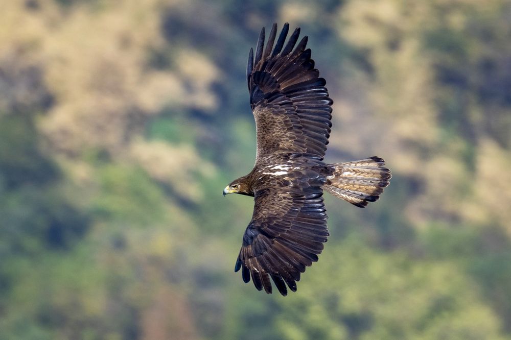 Bonelli’s Eagle.