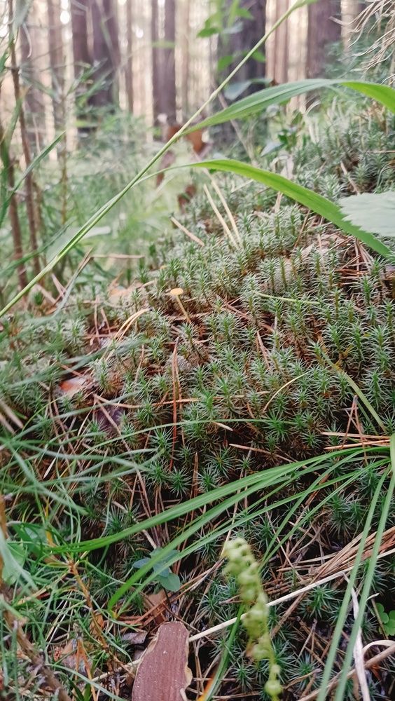 Маленький лес