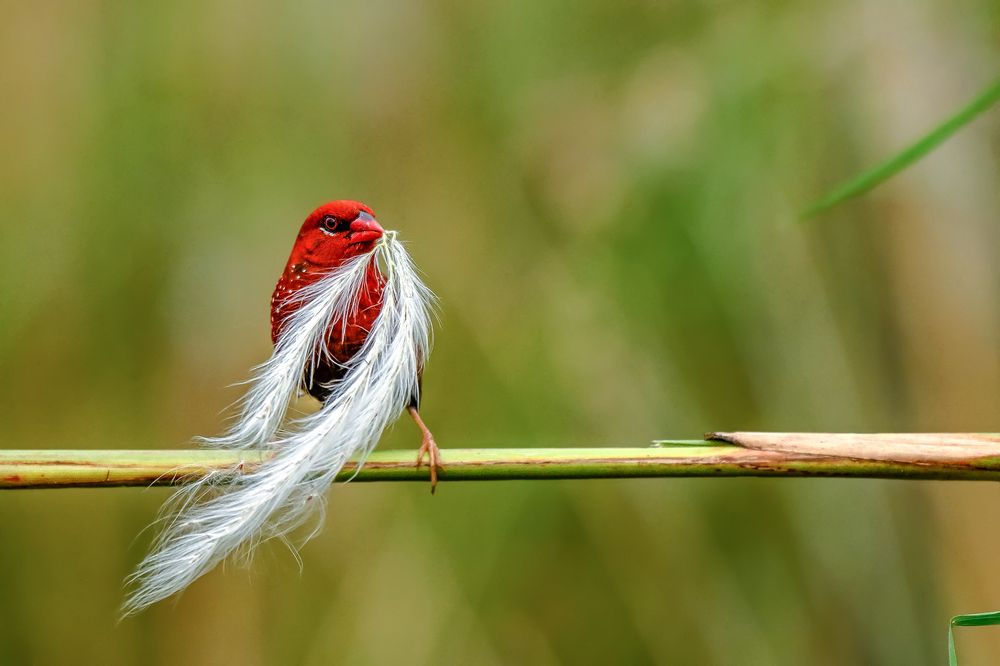 The Nest Architect: Red Avadavat in Action