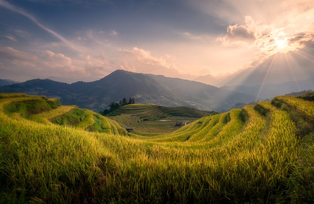 The golden season in Hoang Su Phi, Vietnam.