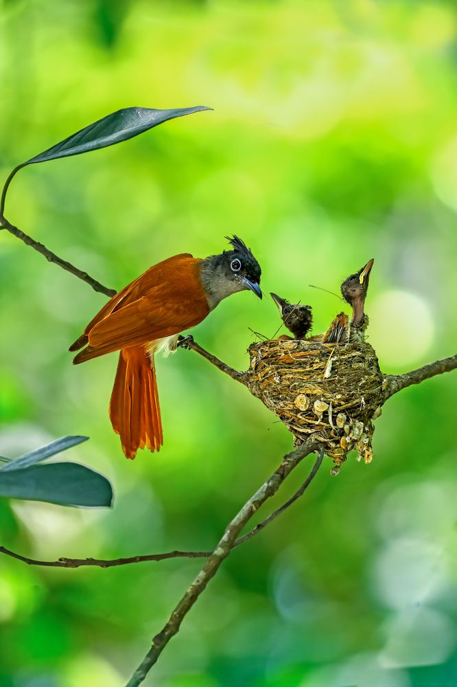Vigilant Guardian: Female Paradise Flycatcher at Nest