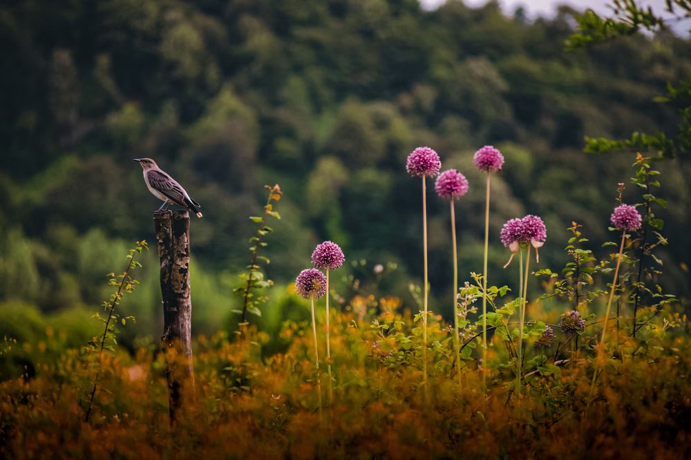 Фотография автора Farzad Mohebbipour