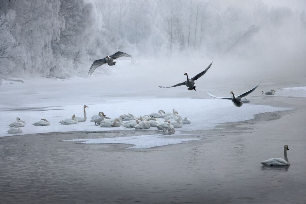 Photograph by Галина Хвостенко