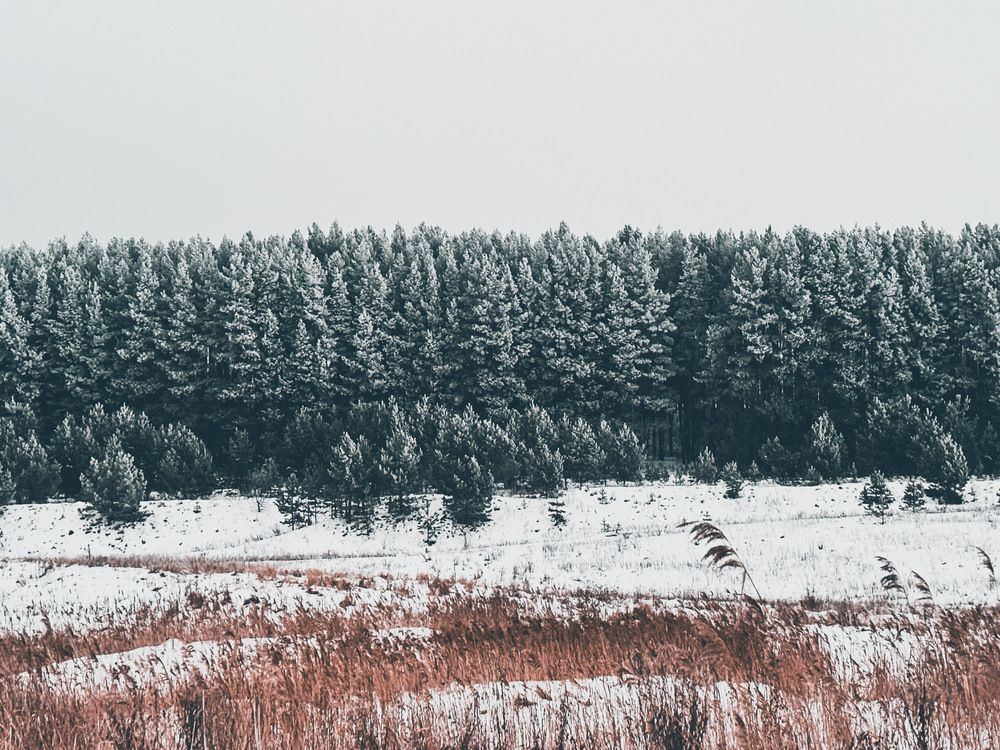 Фотография автора IRA CHUDAKOVA