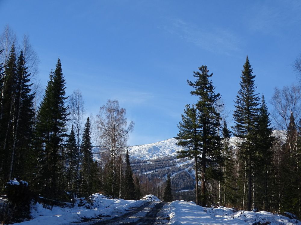 Лес в Шерегеше