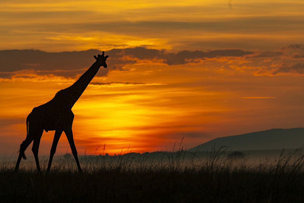 Photograph by Sai Kiran Bhagavatula