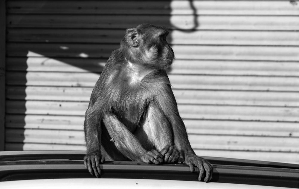 Photograph by Dimitar Denchev