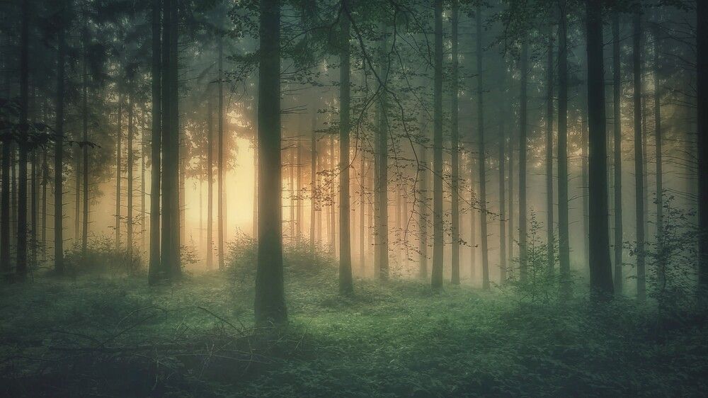 Photograph by Guy Krier