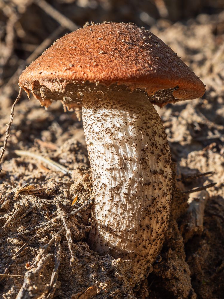 Фотография автора Татаринов Валерий