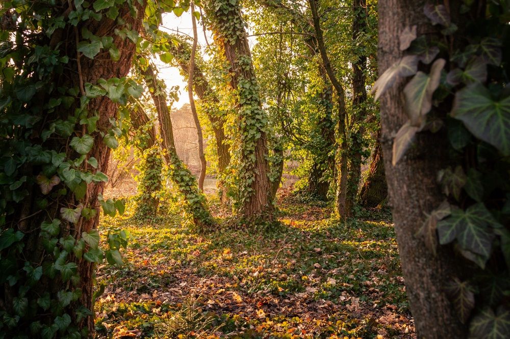 Photograph by Lukas Kulla