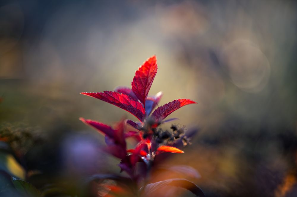 Фотография автора Даниил Берко