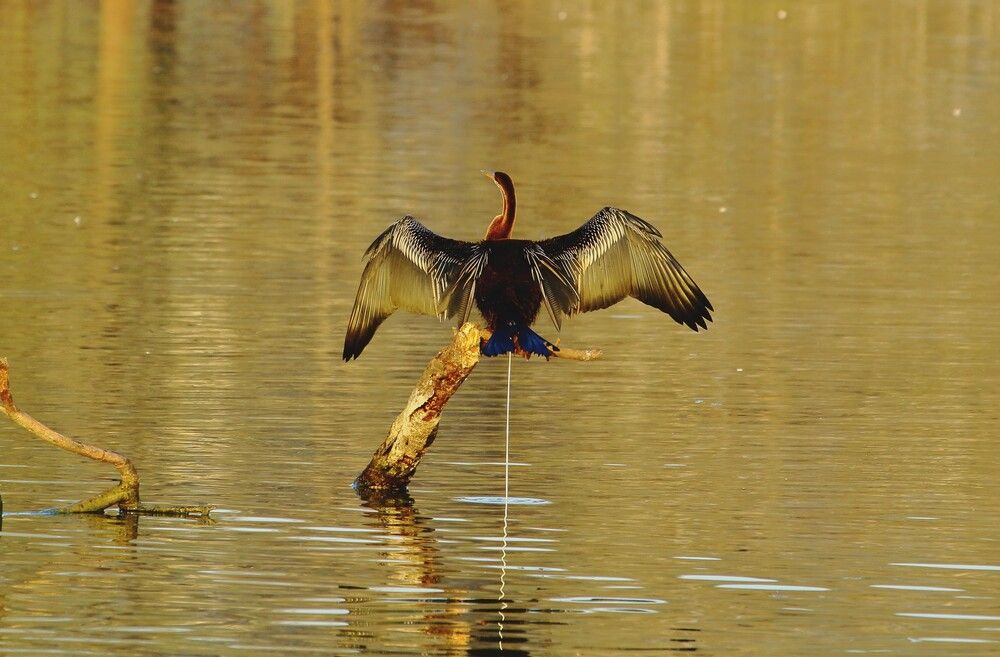 Фотография автора RODRICK RAJIVE LAL