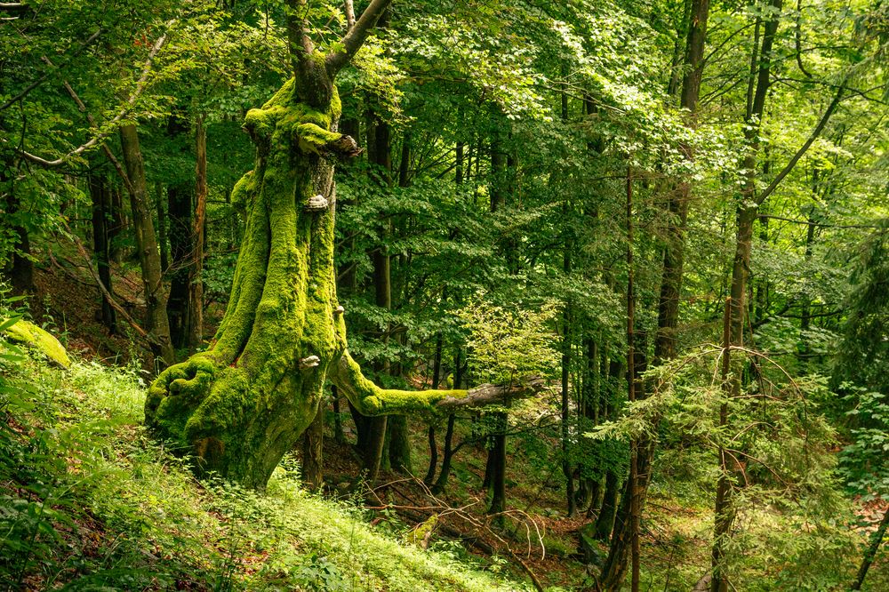 Photograph by Lukas Kulla