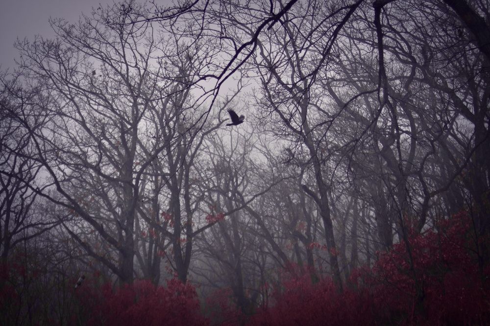 Photograph by Алексей Симонов