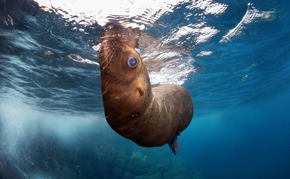 Игра в гляделки