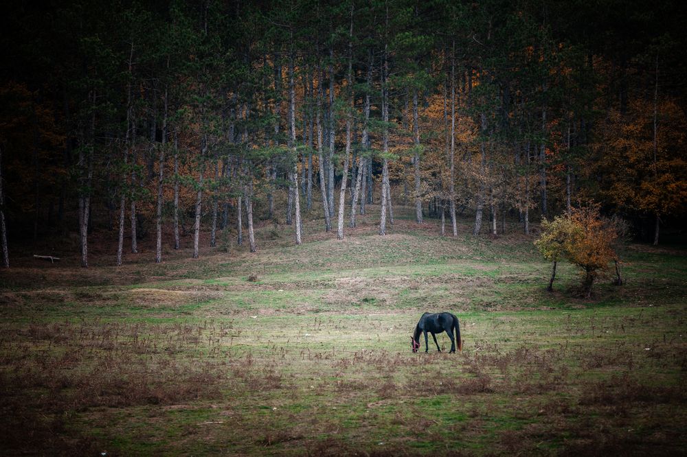 Photograph by Виктория Хадкевич