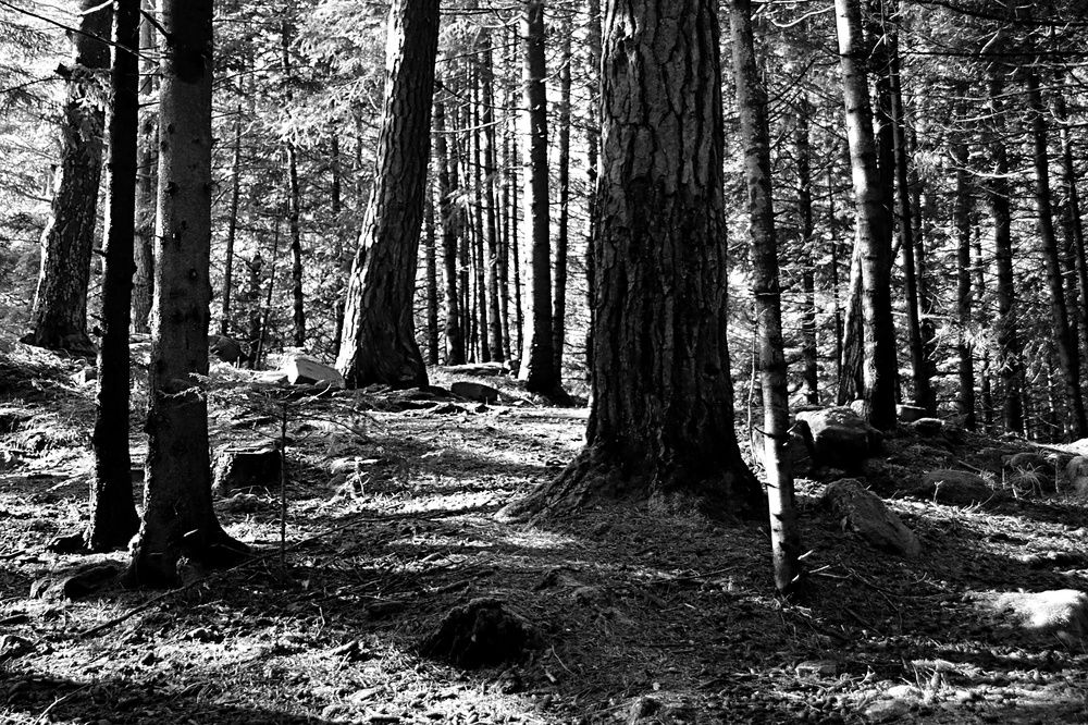 Photograph by Donka Vladimirova