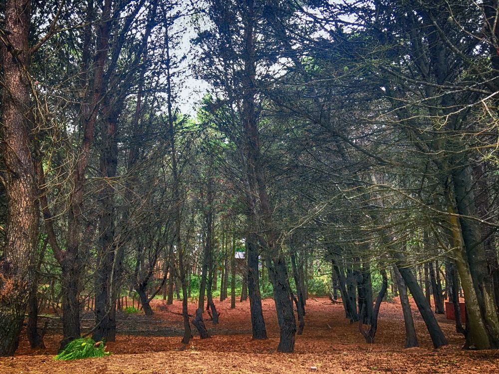 Photograph by Viviana García