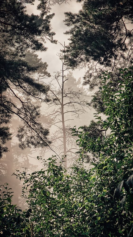 Photograph by Евгений Кривошеев