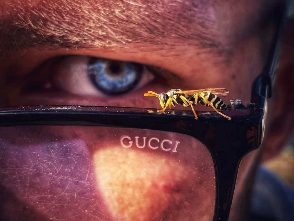 Оса на подиуме GUCCI