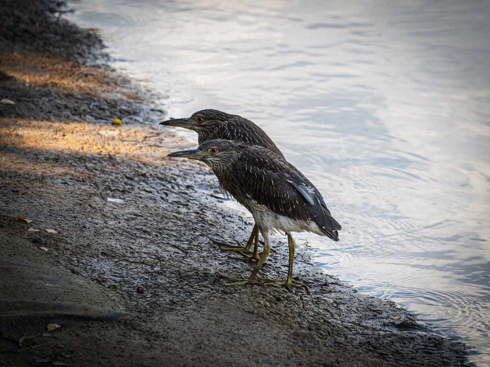 Фотография автора Татаринов Валерий