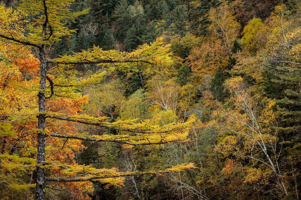 Photograph by Нестеренко Виктория