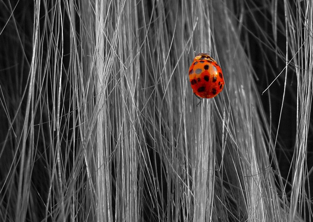 Photograph by Zakharov Matvey