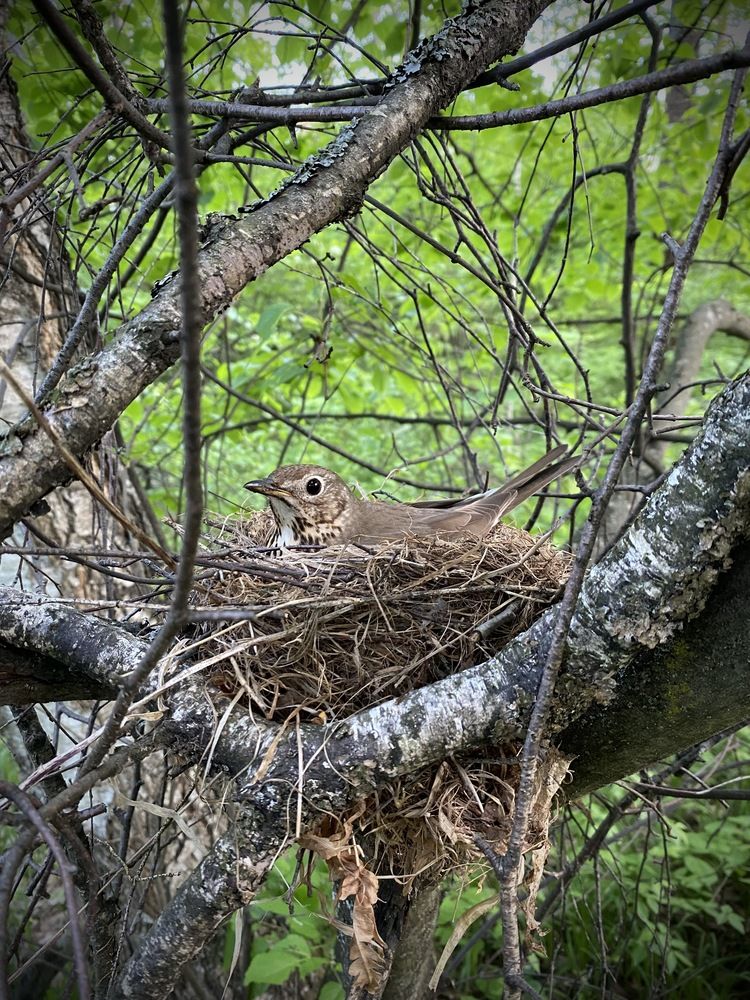 Дрозд на гнезде