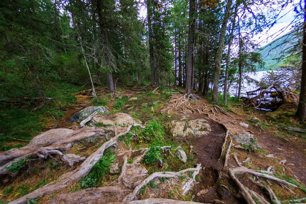 Фотография автора Totoro