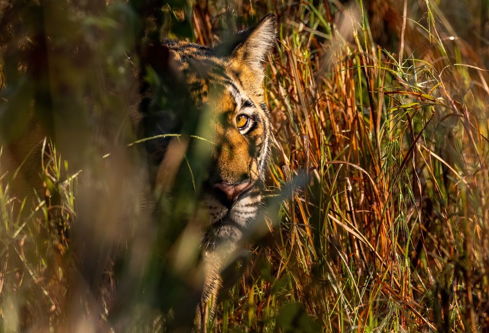 Photograph by Nitin Baste