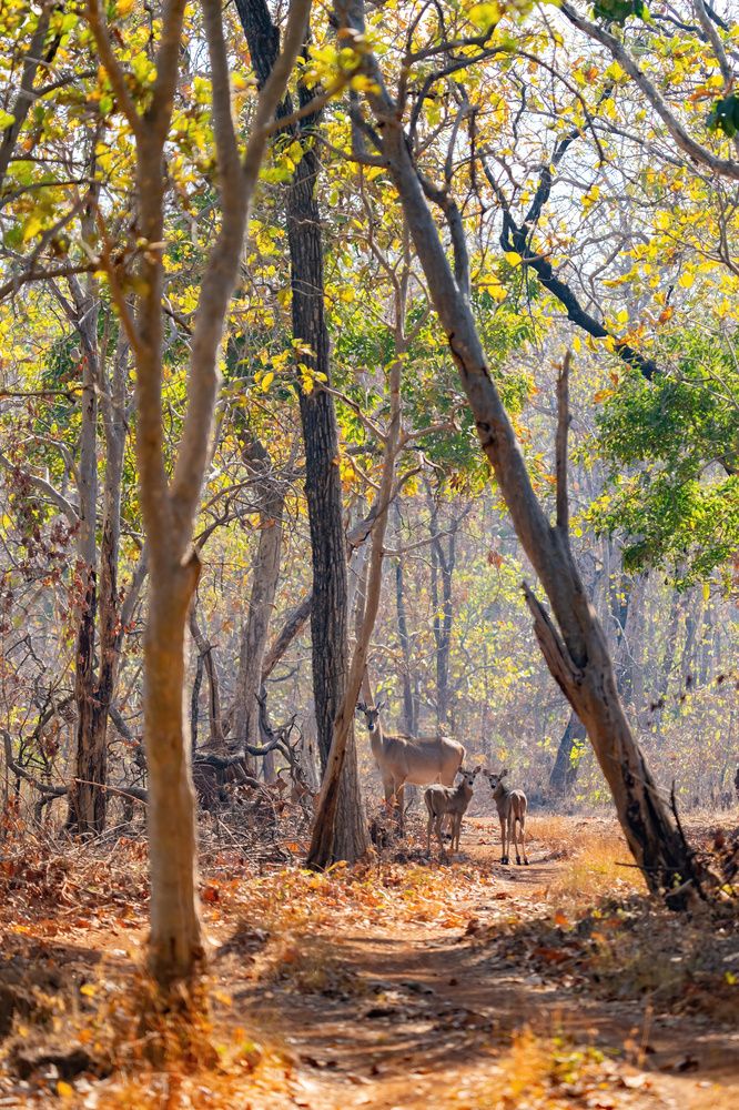 Photograph by Nitin Baste