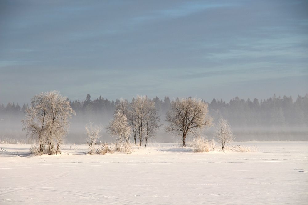 Туманное утро