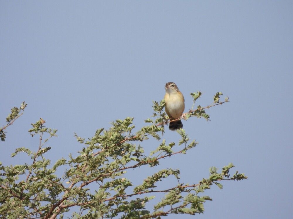 Zitting cisticola