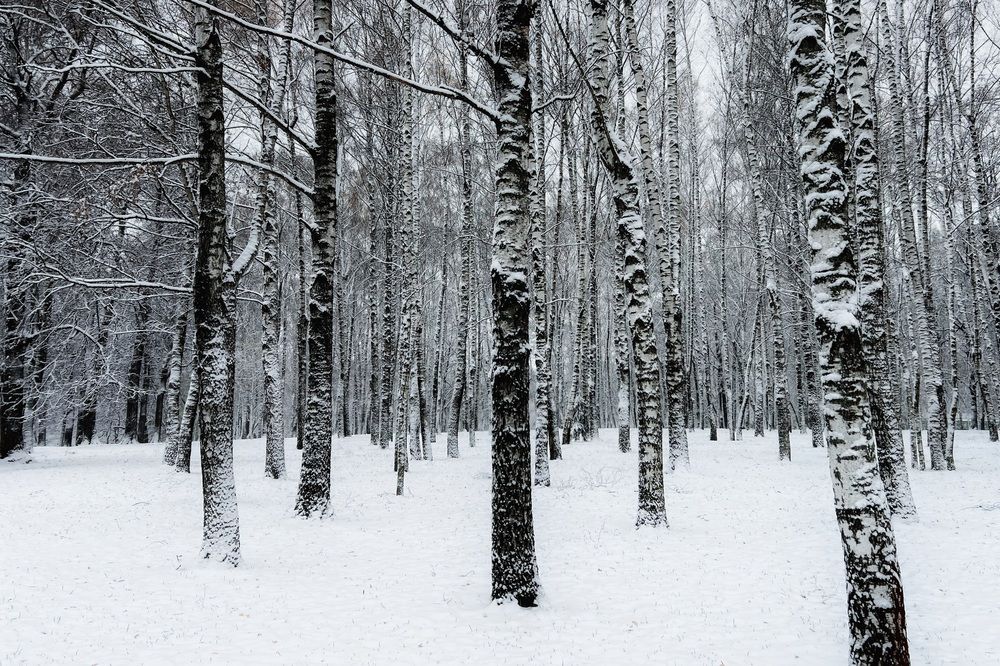 Photograph by Юлия Честнова