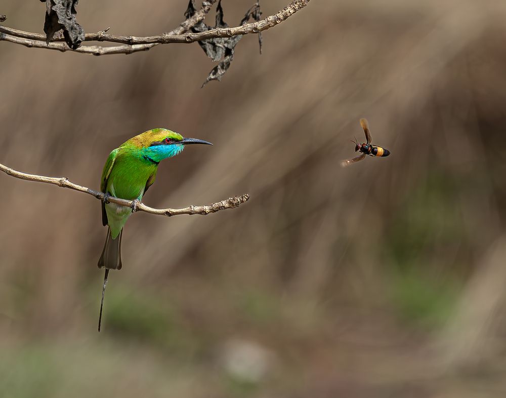 Asian Green Bee-eater