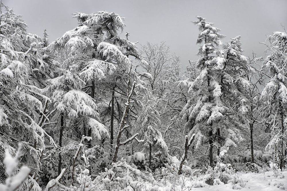 «Между сном и явью»