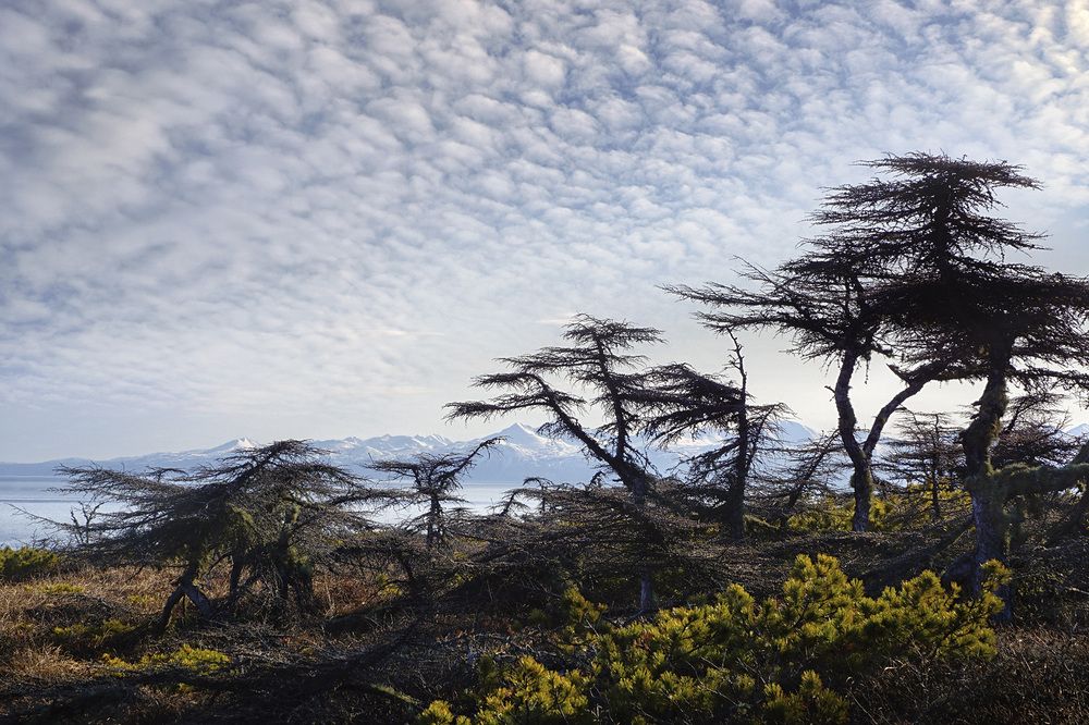 «Колымские пальмы»